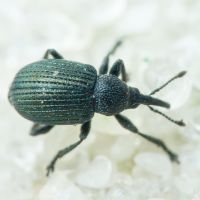 Omphalapion hookerorum