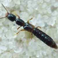 Leptacinus