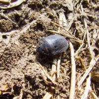 Eurygaster integriceps