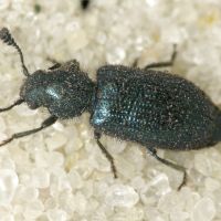 Necrobia violacea