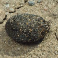 Byrrhidae