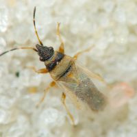 Oxycarenus (Euoxycarenus) pallens