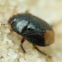 Byrsinus flavicornis