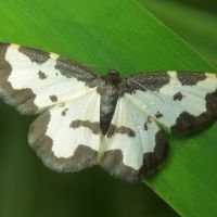 Lomaspilis marginata