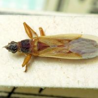 Paromius gracilis