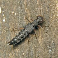 Stenus clavicornis
