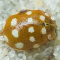 Calvia quatuordecimguttata