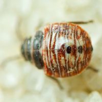 Platyplax salviae
