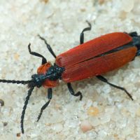 Lygistopterus sanguineus