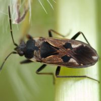 Rhyparochromus vulgaris