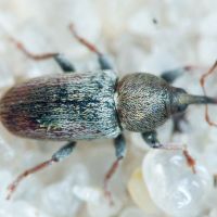 Tychius cuprifer