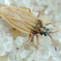 Tingis (Tingis) auriculata