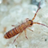 Collembola