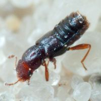 Euaesthetus ruficapillus