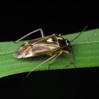 Harpocera thoracica