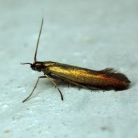 Coleophora spissicornis