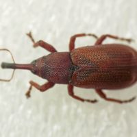 Magdalis (Magdalis) rufa