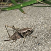 Pholidoptera griseoaptera