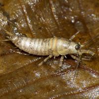 Machilidae