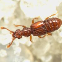 Euplectus