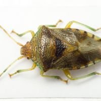 Elasmucha grisea
