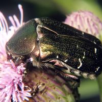 Cetonia aurata