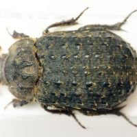 Trox hispidus