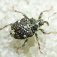 Nedyus quadrimaculatus