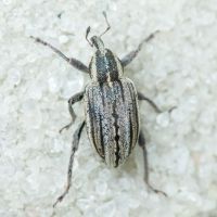 Hypera (Hypera) arator