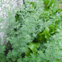 Artemisia