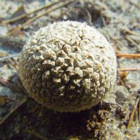 Fungi