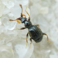 Bryaxis bulbifer