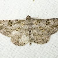 Peribatodes rhomboidaria