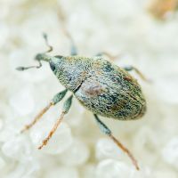 Sibinia tibialis