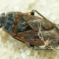 Trapezonotus arenarius