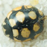 Coccinula quatuordecimpustulata