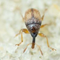 Nanophyinae