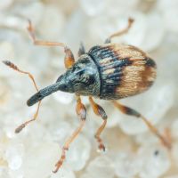 Nanophyinae