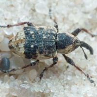 Grypus equiseti