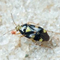 Liocoris tripustulatus