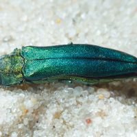 Agrilus (Uragrilus) planipennis