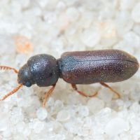 Ptilinus pectinicornis