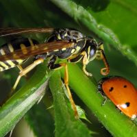 Polistes