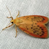 Miltochrista miniata