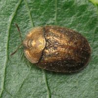 Hypocassida