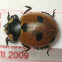 Coccinella magnifica