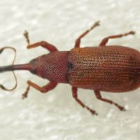 Magdalis (Magdalis) rufa