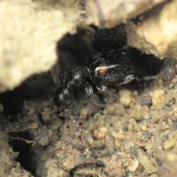 Anthelephila pedestris