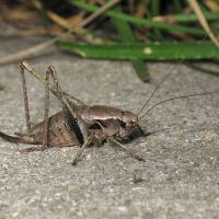 Pholidoptera griseoaptera