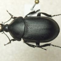 Ablattaria arenaria